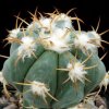 Echinocactus_horizonthalonius_5
